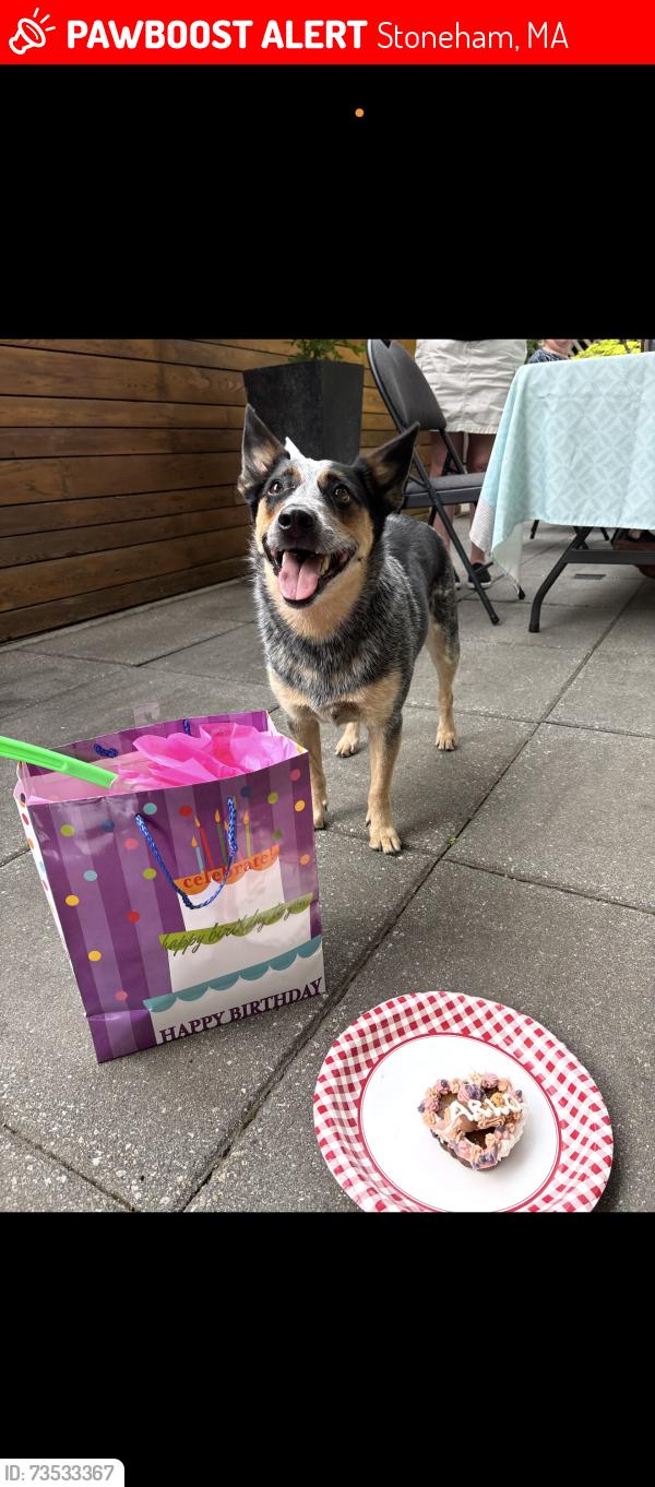 Lost Female Dog last seen Sheepfold Dog Park, Stoneham, MA 02180
