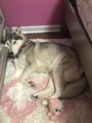 Lost Female Dog last seen Riverdale high school, Murfreesboro, TN 37128
