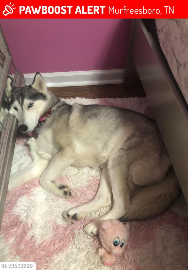 Lost Female Dog last seen Riverdale high school, Murfreesboro, TN 37128