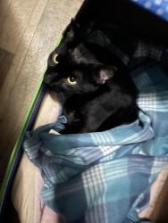 Reunited Male Cat last seen E Mason Lake Rd, Washington, USA, Mason County, WA 98584