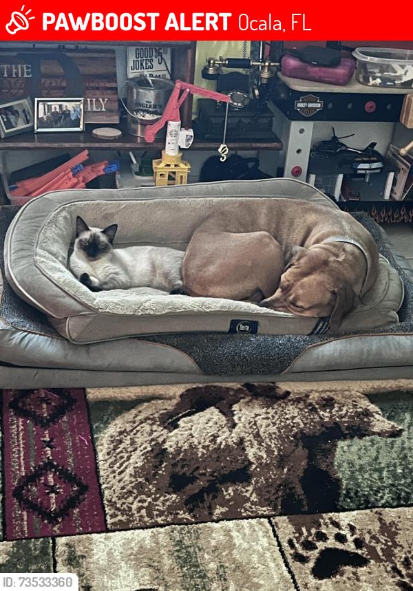 Lost Female Cat last seen SW 103rd St,, Ocala, FL 34476