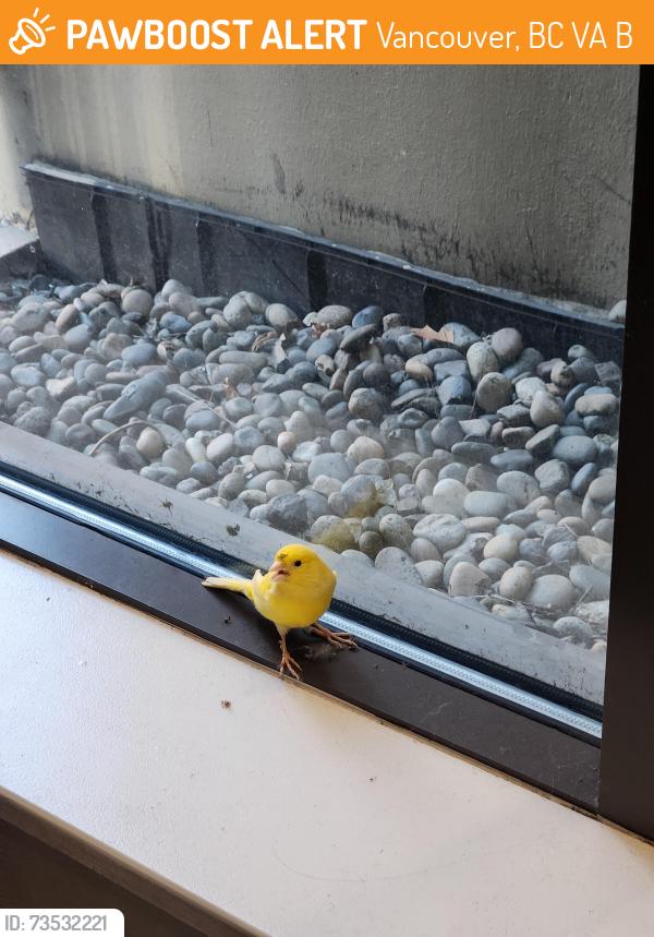 Found/Stray Unknown Bird last seen Near Main Street, Vancouver, BC V6A 0B1