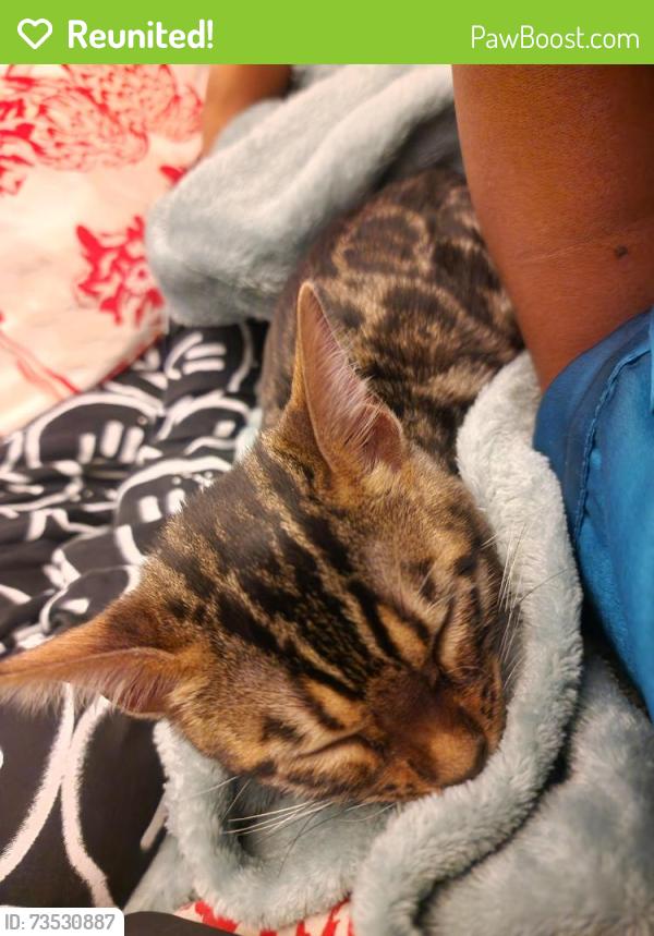 Reunited Female Cat last seen Henley college, West Midlands, England 