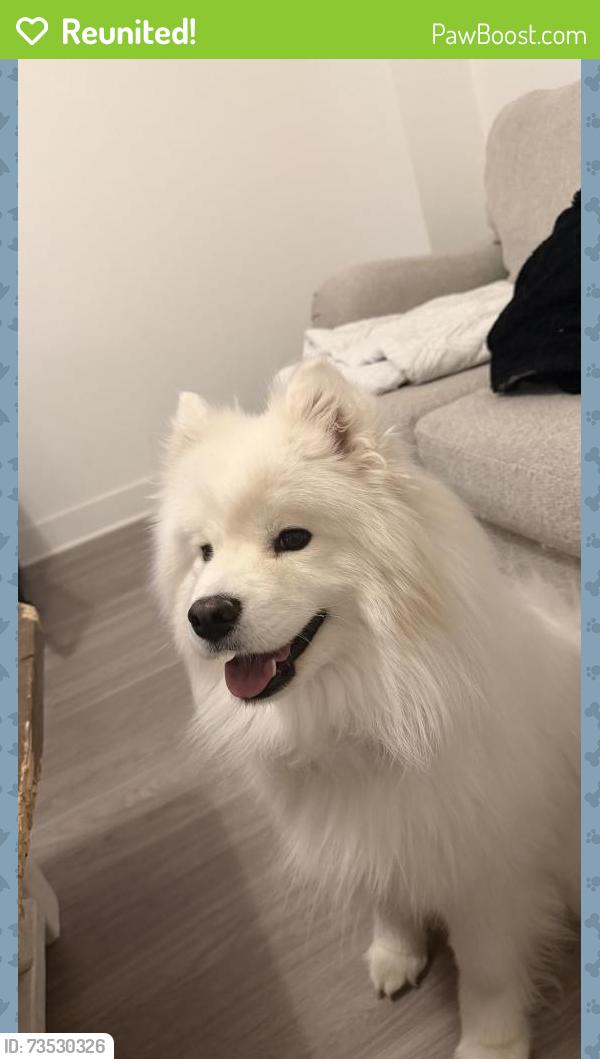 Reunited Female Dog last seen Woodman & Black Forest rd, Colorado Springs, CO 80923