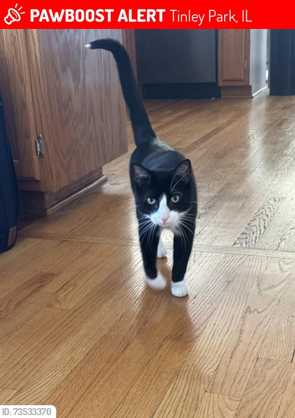 Lost Male Cat last seen Victor J Andrew Highschool, Tinley Park, IL 60487