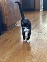 Lost Male Cat last seen Victor J Andrew Highschool, Tinley Park, IL 60487