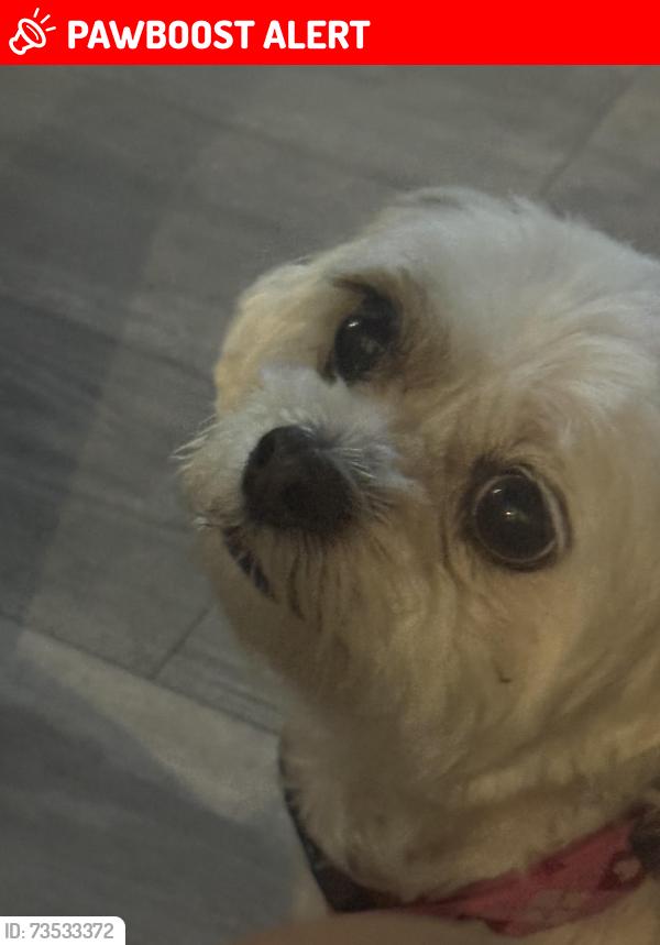 Lost Female Dog last seen Cedar Lake, Round Lake Beach, IL 60073