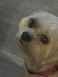 Lost Female Dog last seen Cedar Lake, Round Lake Beach, IL 60073