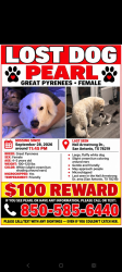 Lost Female Dog last seen Neil Armstrong Dr area, Kirby, TX 78219