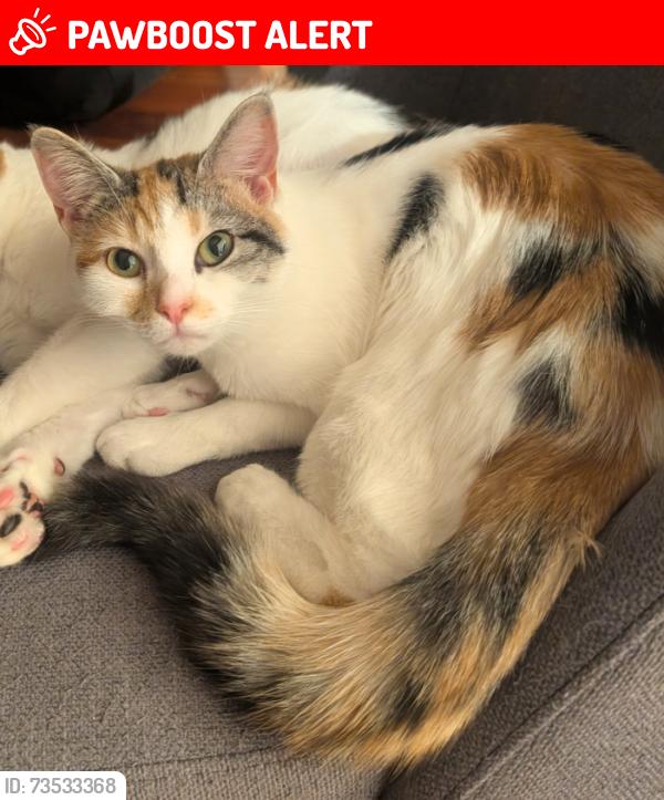 Lost Female Cat last seen Virginia Drive and st George, Hammonds Plains, NS B4B 1S5