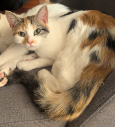 Lost Female Cat last seen Virginia Drive and st George, Hammonds Plains, NS B4B 1S5