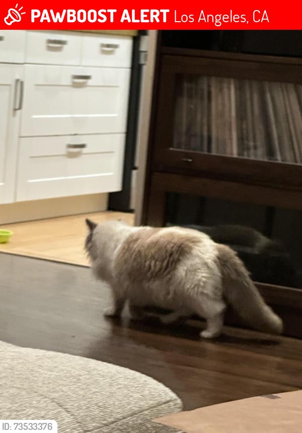 Lost Female Cat last seen 87th street, Los Angeles, CA 90045