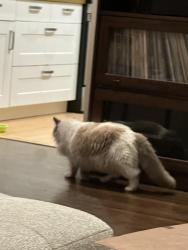 Lost Female Cat last seen 87th street, Los Angeles, CA 90045
