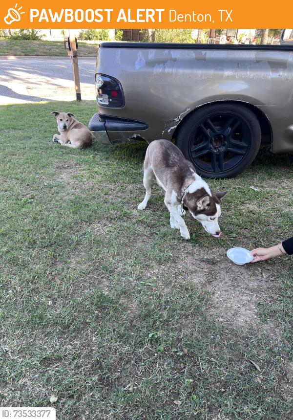 Found/Stray Unknown Dog last seen Near west wood drive Denton, Denton, TX 76205