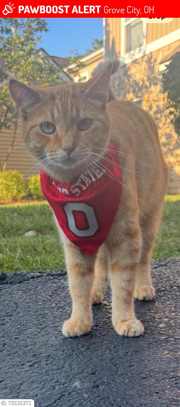 Lost Male Cat last seen Cityplace drive hillsdale dr, Grove City, OH 43123