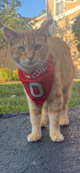 Lost Male Cat last seen Cityplace drive hillsdale dr, Grove City, OH 43123