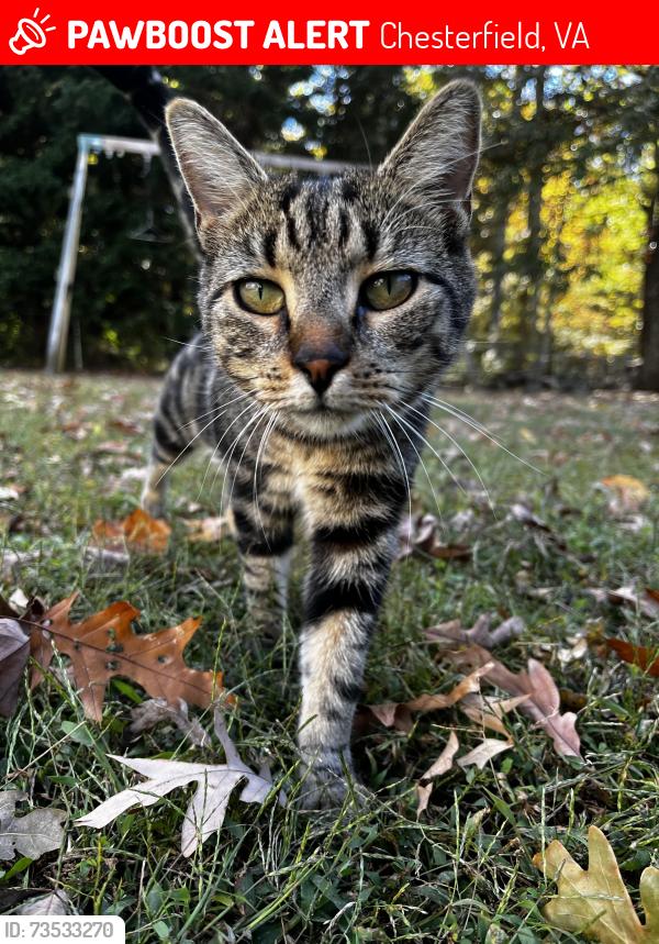 Lost Female Cat last seen Northwood drive, River road,, Chesterfield, VA 23838