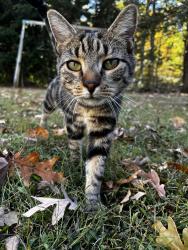 Lost Female Cat last seen Northwood drive, River road,, Chesterfield, VA 23838