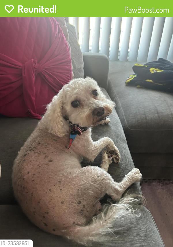 Reunited Male Dog last seen Leisure and Wilshire, Midland, TX 79703