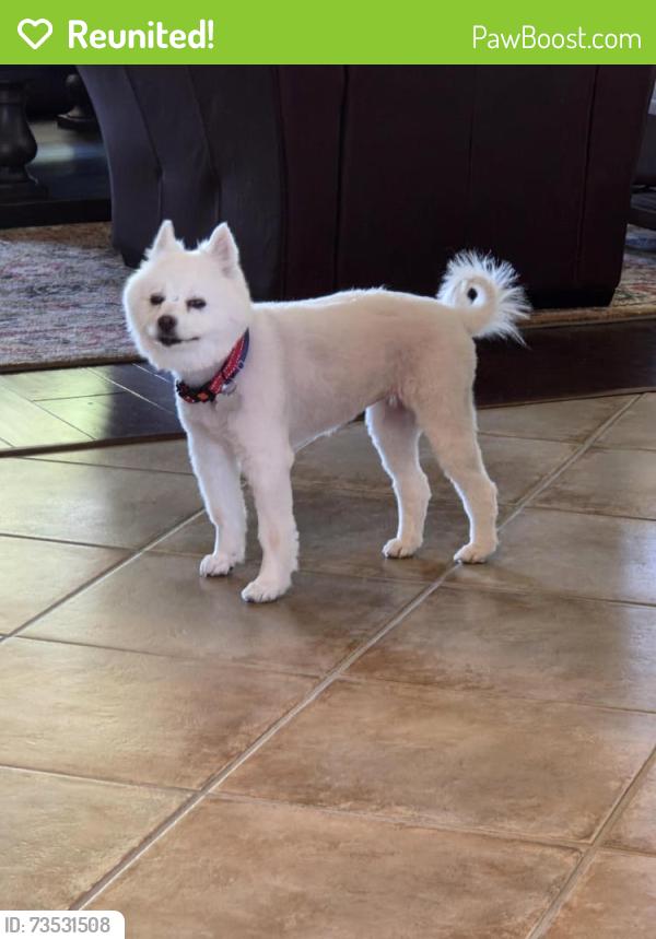Reunited Female Dog last seen Del Web and Spring Valley, Lincoln, CA 95648