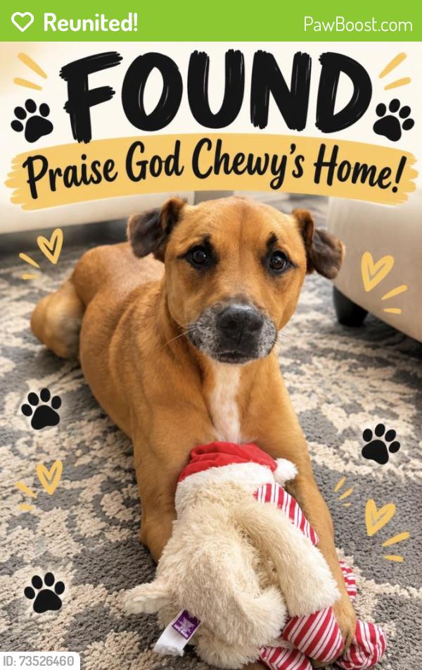 Reunited Male Dog last seen Flintwood street and Edgewood Street In Holley by the Sea, Navarre, FL 32566