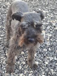 Found/Stray Male Dog last seen Southcross & 410, San Antonio, TX 78222