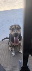 Found/Stray Male Dog last seen Greenhill, Arlington, TX 76014