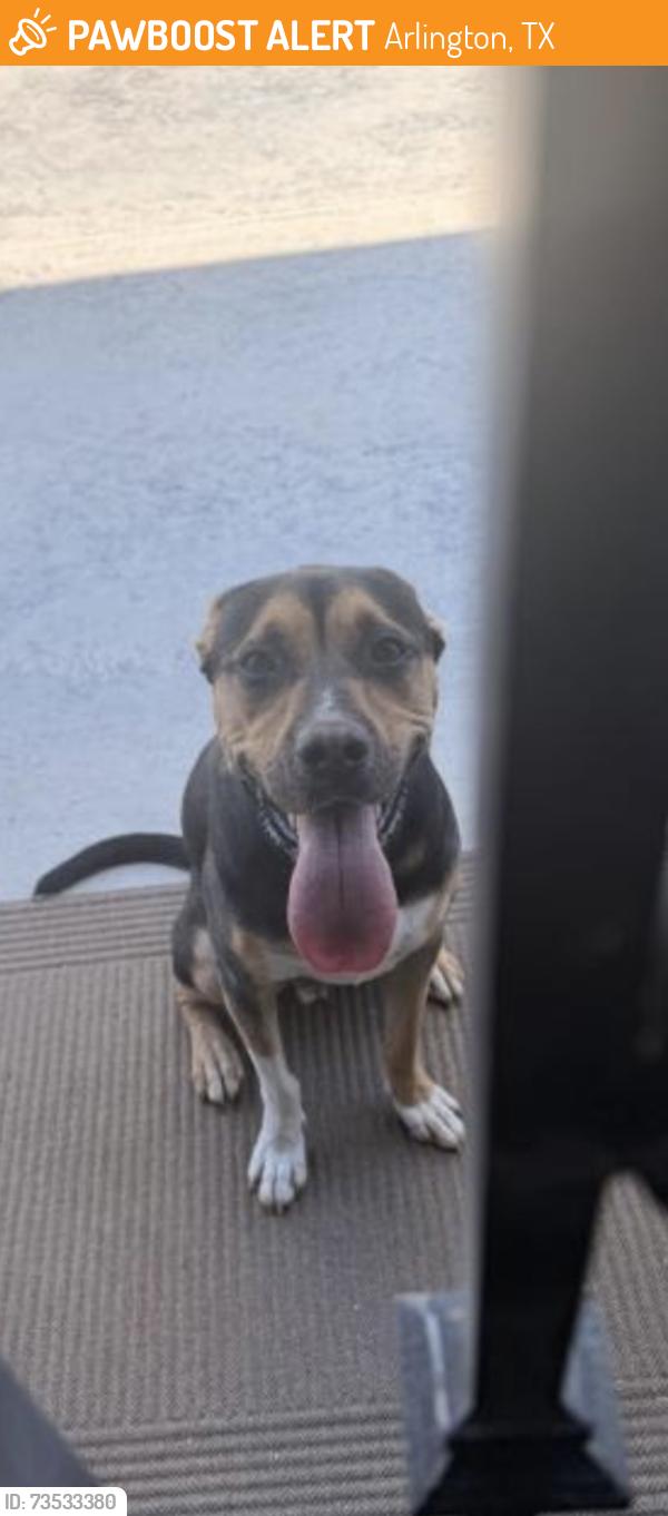 Found/Stray Male Dog last seen Greenhill, Arlington, TX 76014