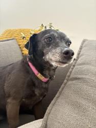 Lost Female Dog last seen Wadsworth and Ken Carl, Littleton, CO 80128