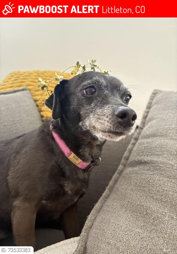 Lost Female Dog last seen Wadsworth and Ken Carl, Littleton, CO 80128