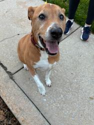 Found/Stray Unknown Dog last seen Mather Ave., Marple Township, PA 19008