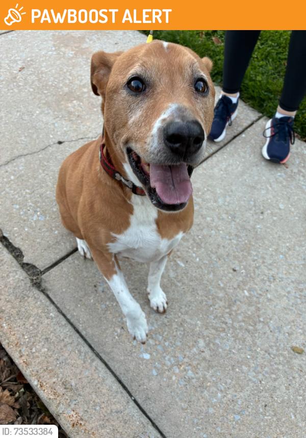 Found/Stray Unknown Dog last seen Mather Ave., Marple Township, PA 19008