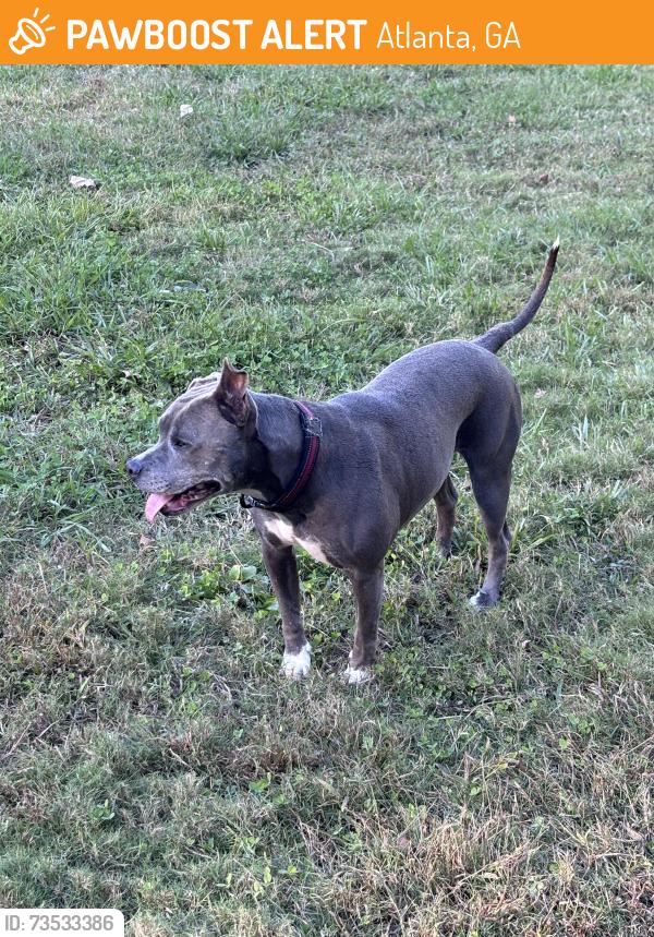 Found/Stray Female Dog last seen Zonolite Park, Atlanta, GA 30306