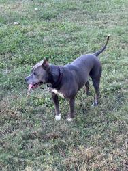 Found/Stray Female Dog last seen Zonolite Park, Atlanta, GA 30306