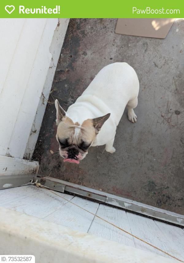 Reunited Female Dog last seen O Ave, National City, CA 91950