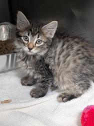 Shelter Stray Male Cat last seen Bexar County, 3353 Morningside Dr, New Braunfels, TX 78132, USA