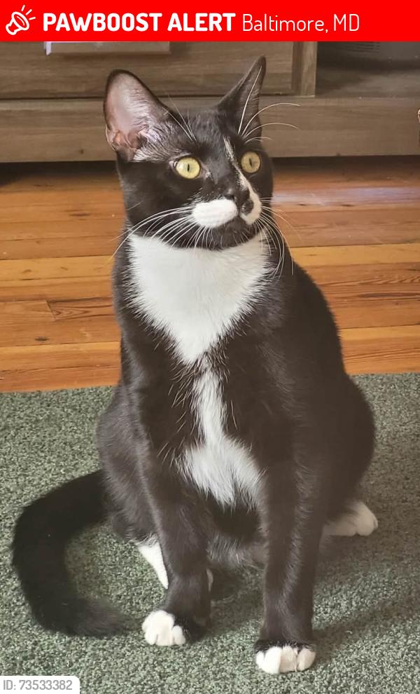 Lost Male Cat last seen Right by Hopkins Bayview, at the end of Umbra St., Baltimore, MD 21224