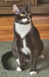 Lost Male Cat last seen Right by Hopkins Bayview, at the end of Umbra St., Baltimore, MD 21224