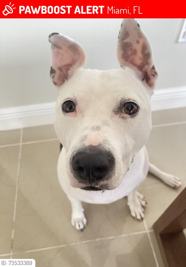 Lost Female Dog last seen Three Lakes, Miami, FL 33186