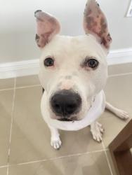 Lost Female Dog last seen Three Lakes, Miami, FL 33186