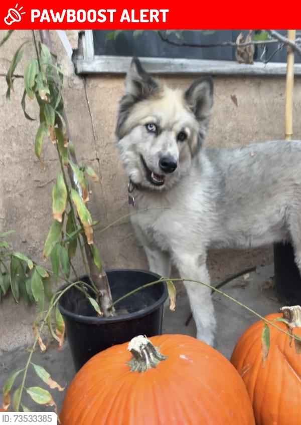 Lost Female Dog last seen N. McDonnell Ave & New York St near Brooklyn EL, East Los Angeles, CA 90022