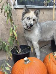 Lost Female Dog last seen N. McDonnell Ave & New York St near Brooklyn EL, East Los Angeles, CA 90022