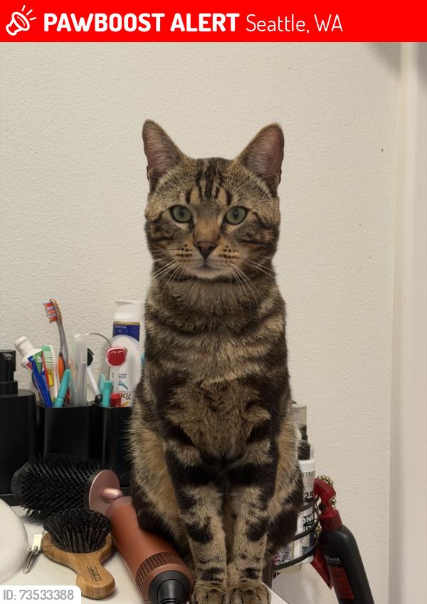 Lost Male Cat last seen Near ne 65th st, Seattle, WA 98115