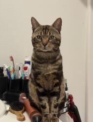Lost Male Cat last seen Near ne 65th st, Seattle, WA 98115