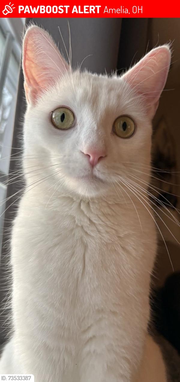 Lost Male Cat last seen Judd Rd Amelia Olive Branch, Amelia, OH 45102