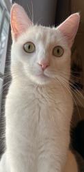 Lost Male Cat last seen Judd Rd Amelia Olive Branch, Amelia, OH 45102