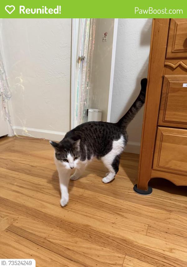 Reunited Unknown Cat last seen Norton St and Fargo ave, San Leandro, CA 94579