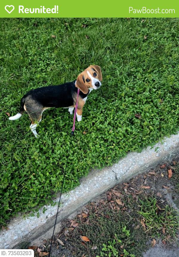 Reunited Female Dog last seen Skate Road and Merrimac in Lakeshore ests Subdivision off Timberlane and Meridian, Tallahassee, FL 32312