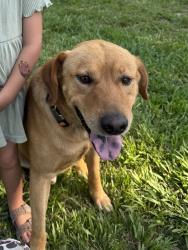 Lost Male Dog last seen Nesbit Rd and Tom Starnes Rd, Waxhaw, NC 28173