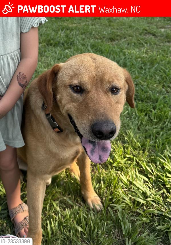 Lost Male Dog last seen Nesbit Rd and Tom Starnes Rd, Waxhaw, NC 28173